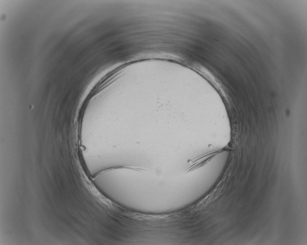 X0000083661140200703051745