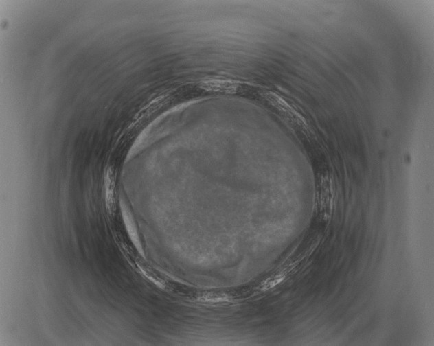 X0000083661154200703051744