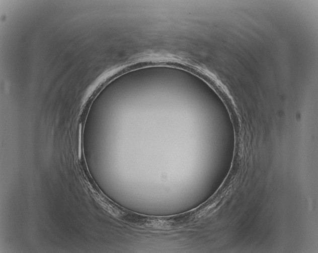 X0000083661175200703051744