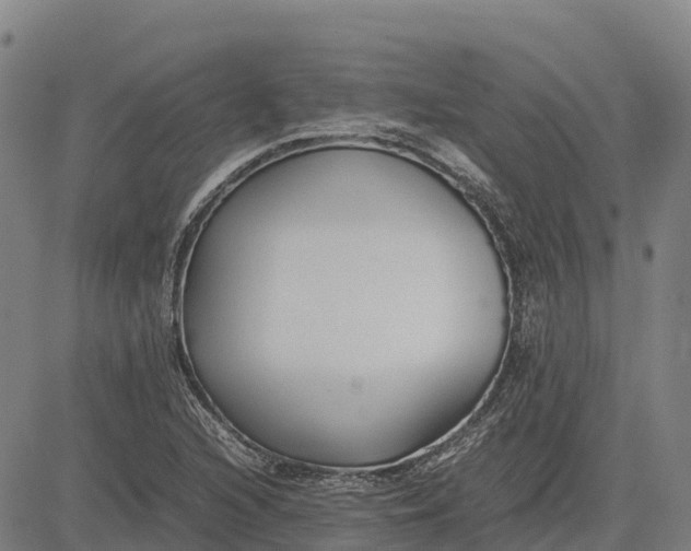 X0000083661216200703051743