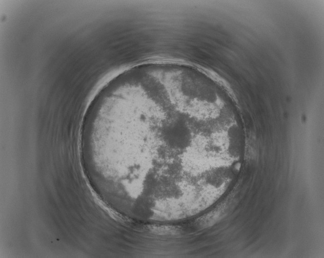 X0000083661231200703051743