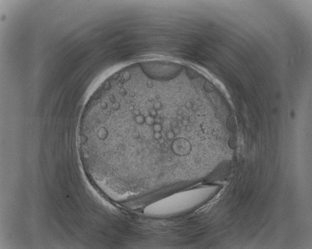 X0000083661239200703051743