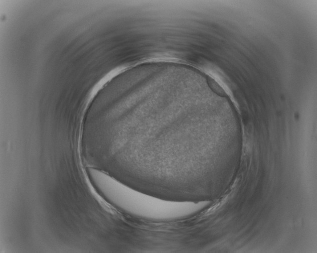 X0000083661245200703051744