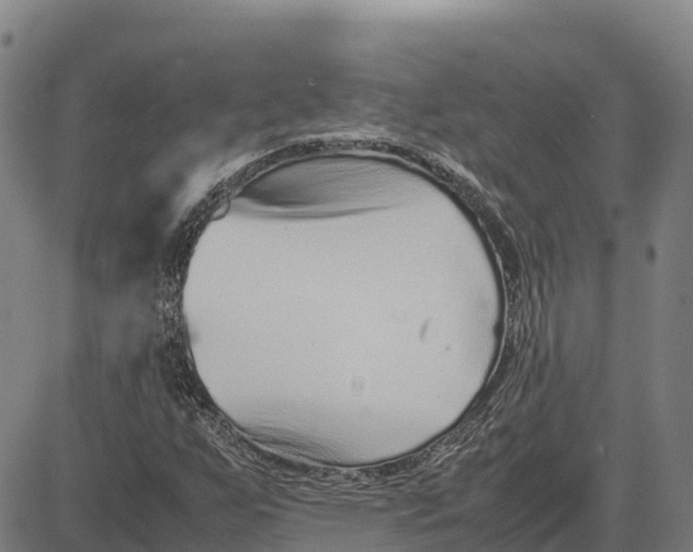 X0000083661255200703051743