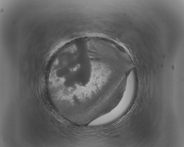 X0000083661263200703051743