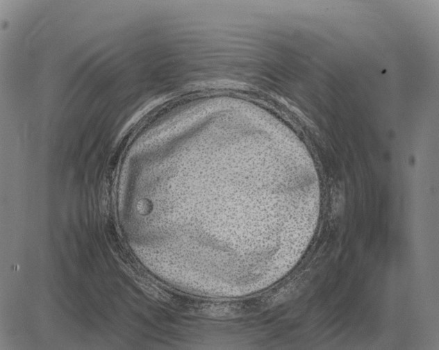 X0000083661266200703051743