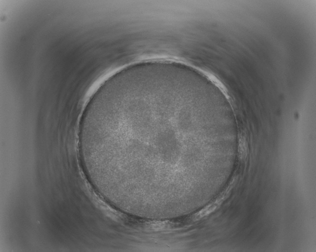 X0000083661279200703051742