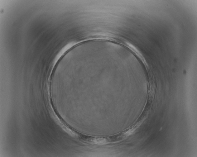 X0000083661291200703051742