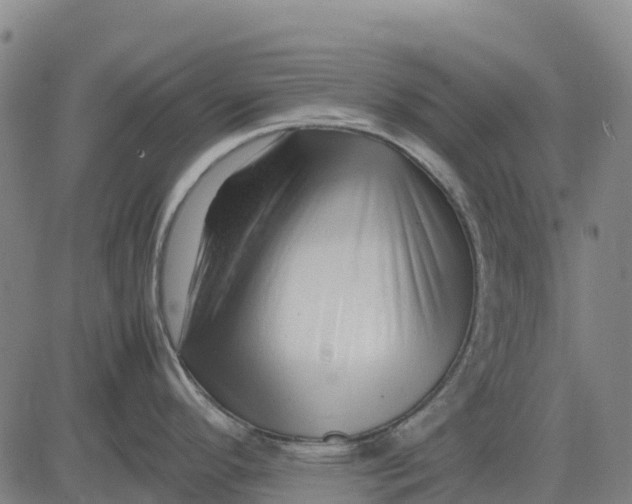 X0000083661296200703051742