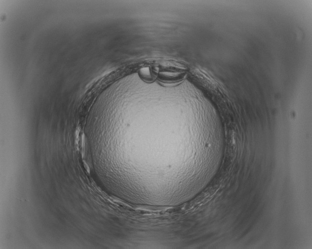 X0000083661302200703051741