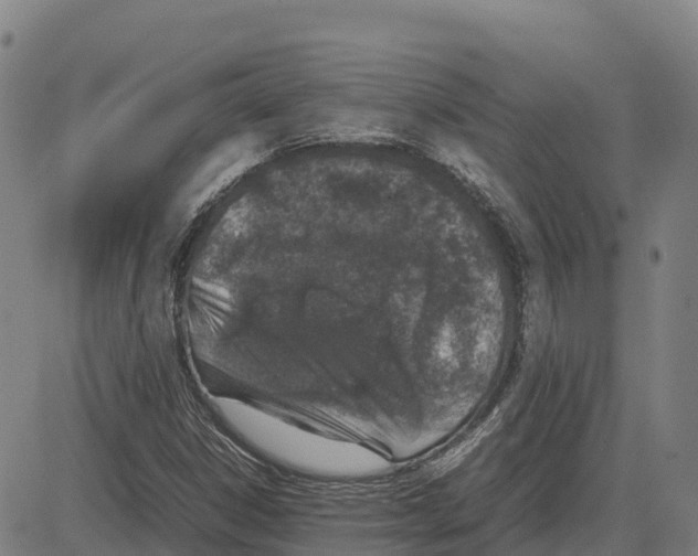 X0000083661306200703051741