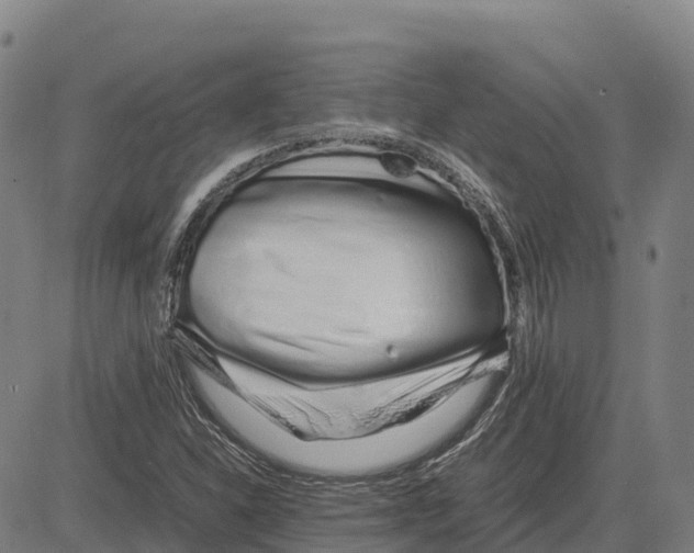 X0000083661310200703051741