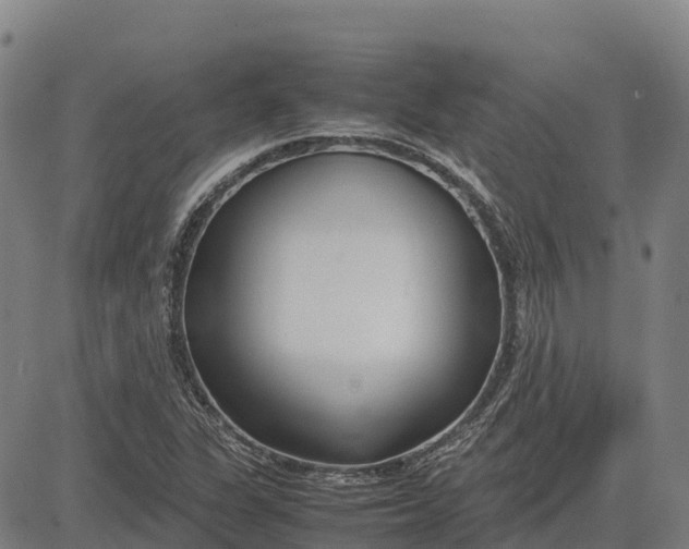 X0000083661311200703051741