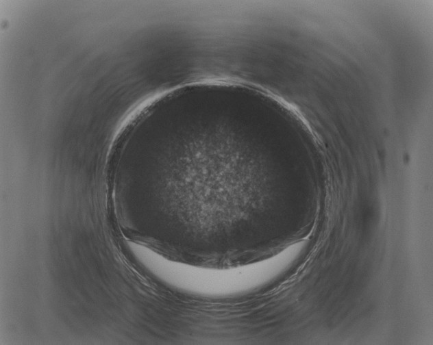 X0000083661319200703051742