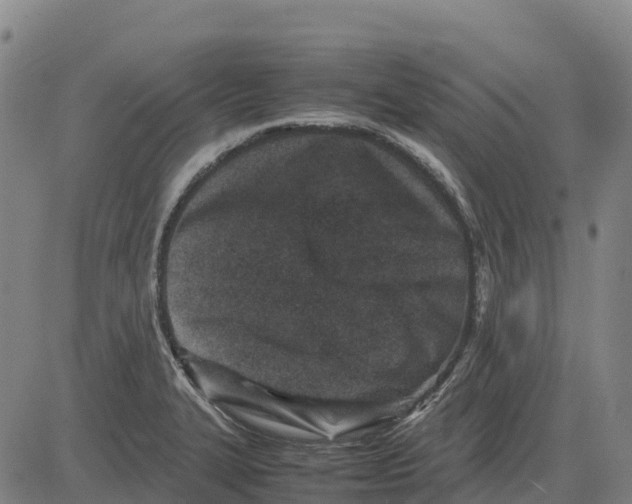 X0000083661327200703051742