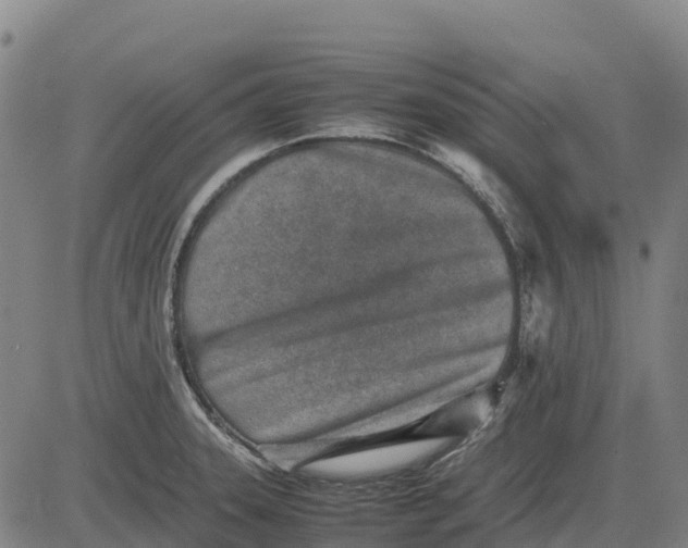 X0000083661331200703051742