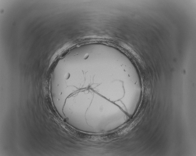 X0000083661357200703051741