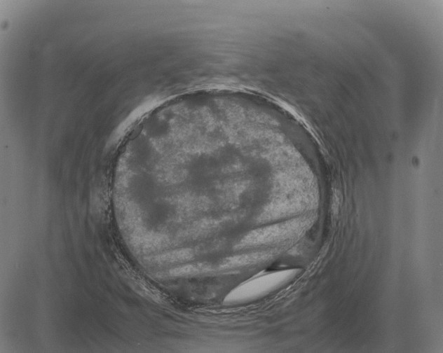 X0000083661359200703051741