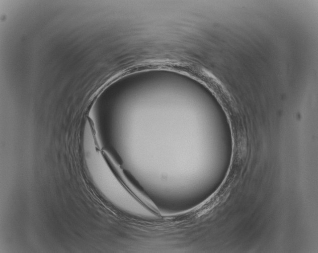 X0000083661361200703051741