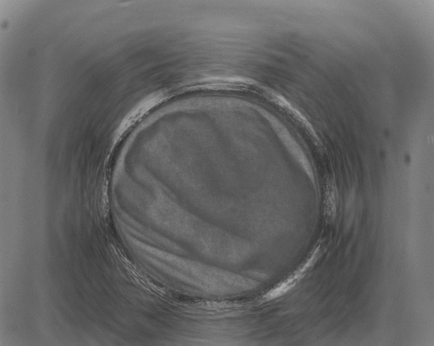 X0000083661362200703051741