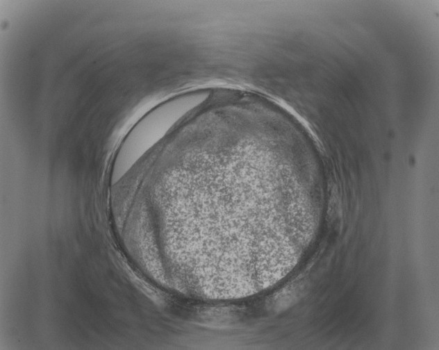 X0000083661367200703051741