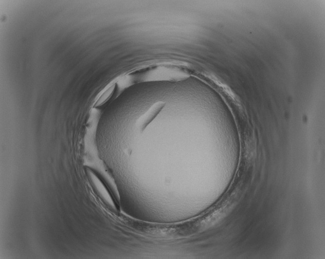 X0000083661369200703051741