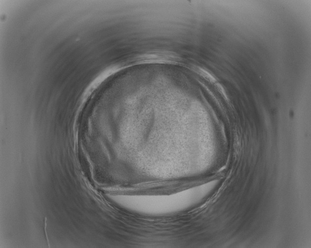 X0000083661419200703051740