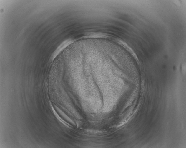 X0000083661425200703051740