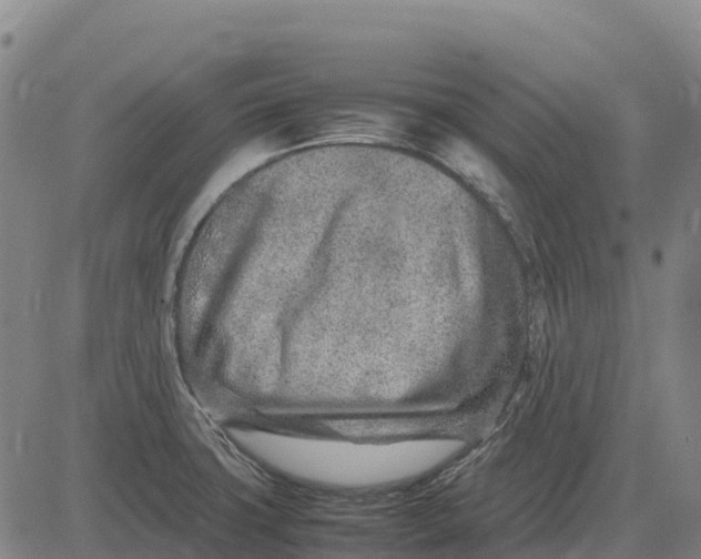 X0000083661427200703051740