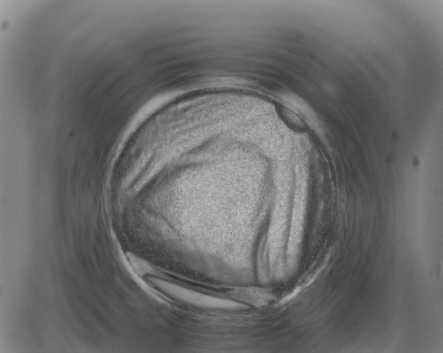 X0000083661429200703051740