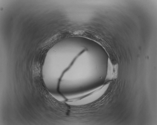 X0000083661443200703051740