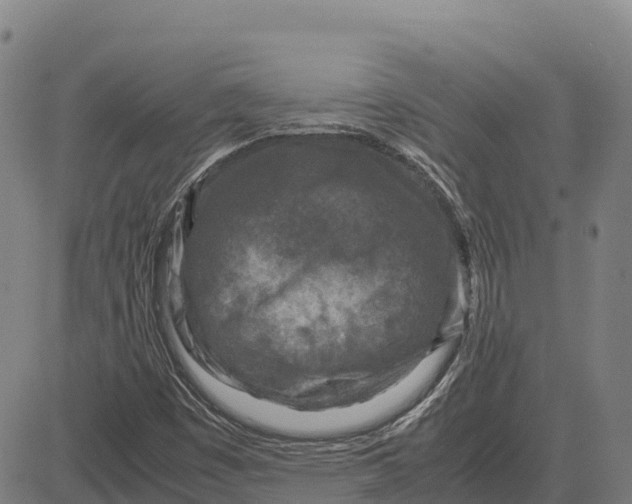 X0000083661449200703051740