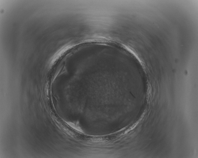 X0000083661455200703051739