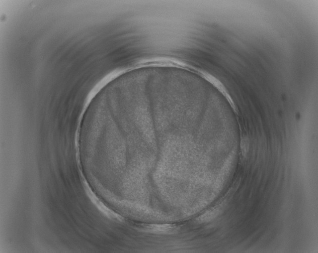 X0000083661482200703051739