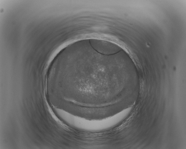 X0000083661515200703051738