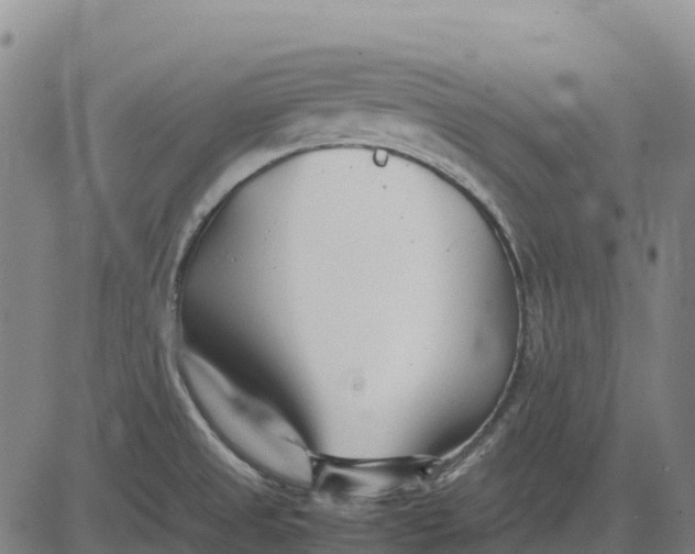 X0000083661525200703051739