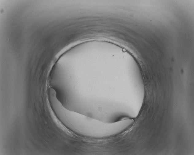 X0000083661526200703051739