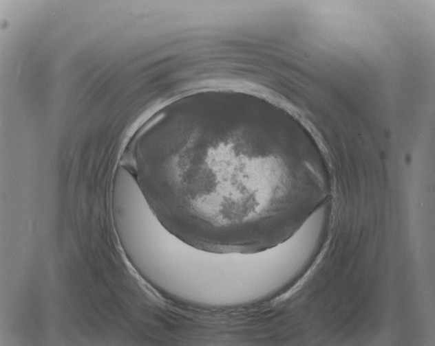 X0000083661529200703051739