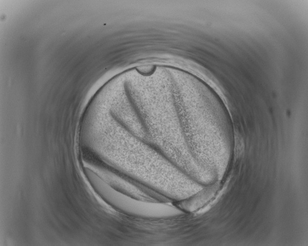 X0000083661533200703051739