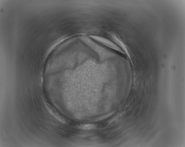 X0000083660059200703121822