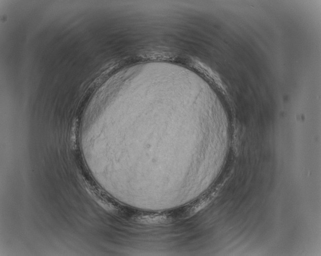 X0000083660065200703121822