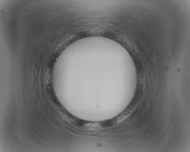 X0000083660133200703121821