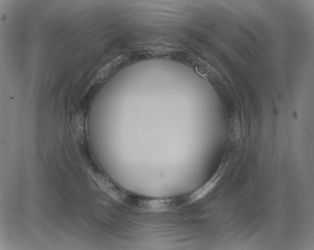 X0000083660184200703121821