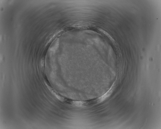 X0000083660192200703121821