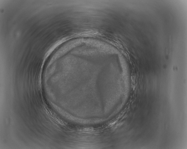 X0000083660196200703121820