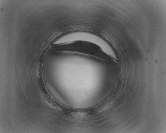 X0000083660255200703121819