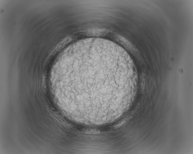 X0000083660258200703121819