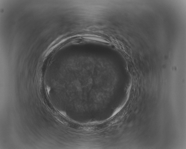 X0000083660295200703121818