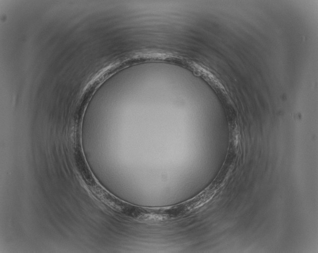 X0000083660352200703121817