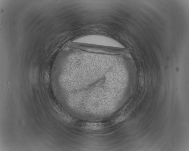 X0000083660371200703121817